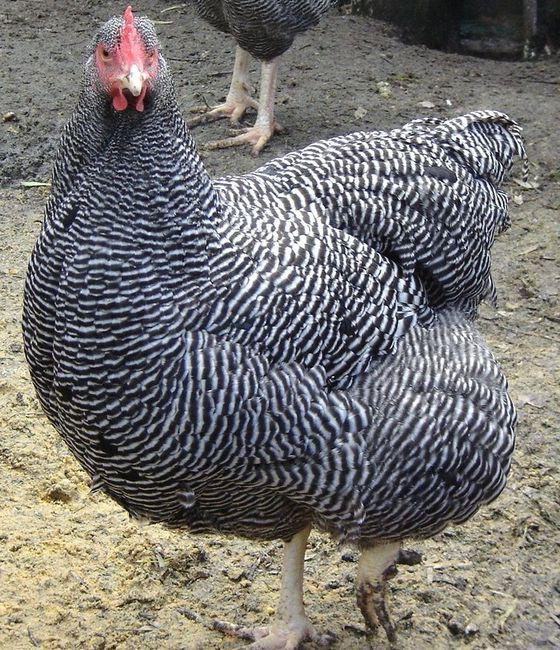 Chicken Plymouth: yleinen kuvaus ja kuvaus