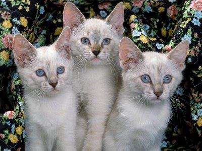 Siamilainen kissat: rodun kuvaus