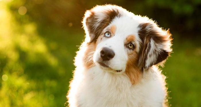 adiposyyttien poistaminen koirista