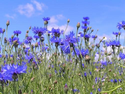 Kukkien kukkaviljelytuotteiden sininen