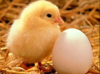 Mitä kananmunaa unelmoidaan?