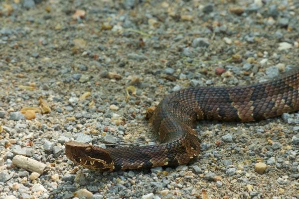 Mitä käärmeet pelkäävät ja miten välttää niiden purema?