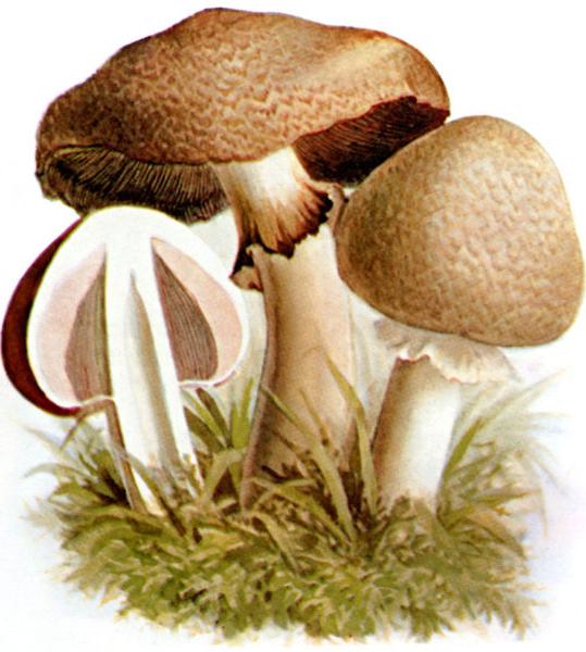 sienet herkkusieniä