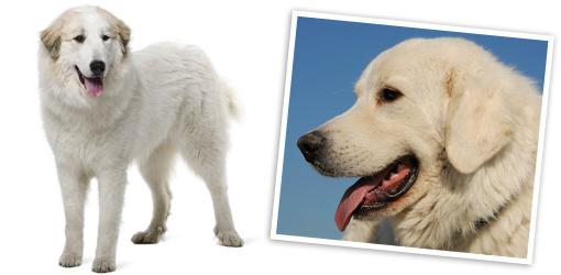 Mountain pyreneiden koira: kuvaus, luonne, kuva ja arvostelut. Suuri Pyreneiden vuori koira