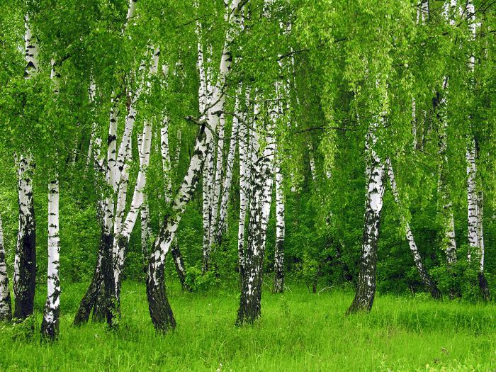 Kuinka monta vuotta elävät tammen ja koivun puut?