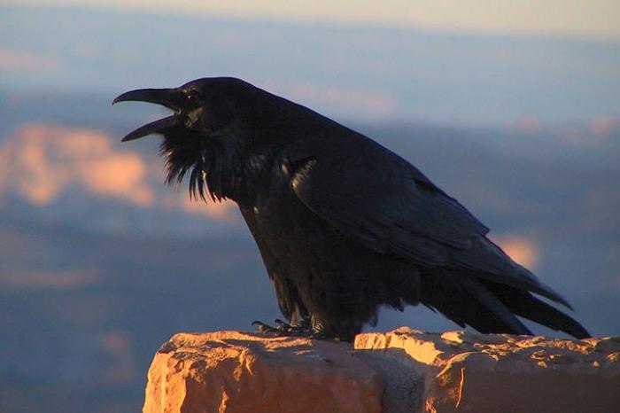 Crows. Kuinka monta vuotta tämä lintu elää