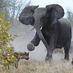 Wildlife: miksi elefantti tarvitsee runkoa?